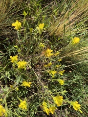 Orthocarpus luteus