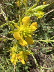 Orthocarpus luteus