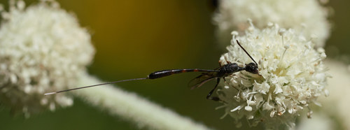 iNaturalist observation photo of Gasteruption