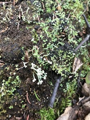 Cladonia botrytes