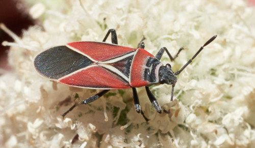 iNaturalist observation photo of White-crossed Seed Bug