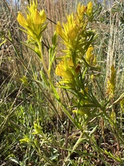 Orthocarpus luteus