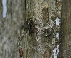 Siamspinops formosensis