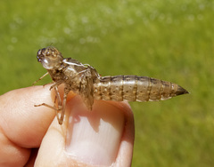 Aeshna tuberculifera