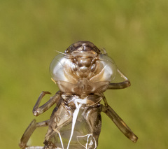 Aeshna tuberculifera
