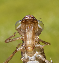 Aeshna tuberculifera