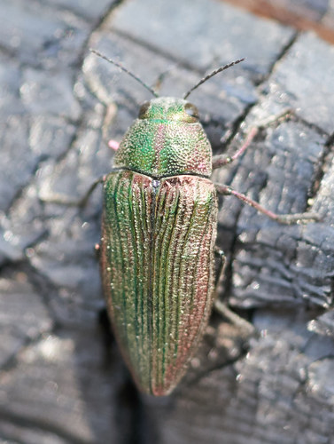 iNaturalist observation photo of Buprestis adjecta