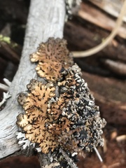 Hypogymnia austerodes