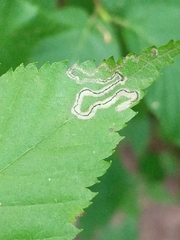 Stigmella lemniscella