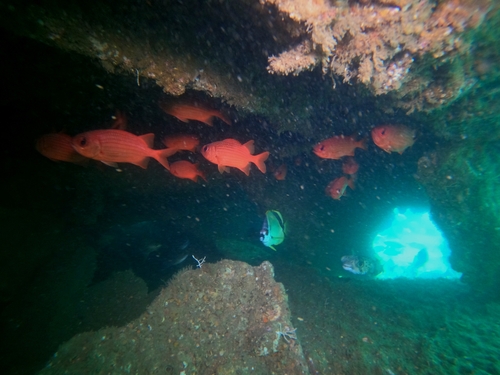 Panamic soldierfish (Myripristis leiognathus) — Holocentridae — 3