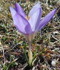 Crocus dalmaticus