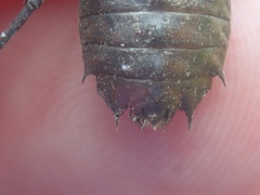 Neurocordulia yamaskanensis