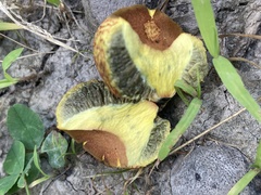 Gastroboletus