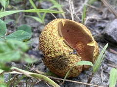 Gastroboletus