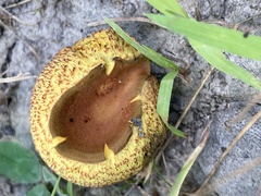 Gastroboletus