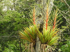 Vriesea altodaserrae