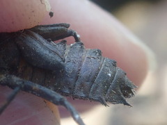 Neurocordulia yamaskanensis