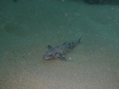 Menticirrhus panamensis