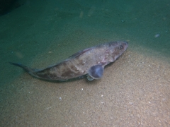 Menticirrhus panamensis