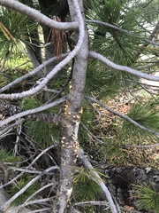 Cronartium ribicola