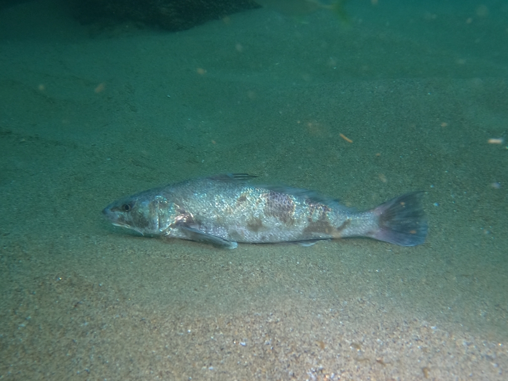 Panama Kingfish
