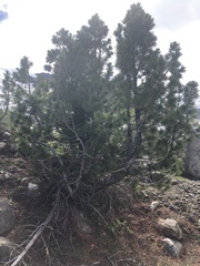 Cronartium ribicola