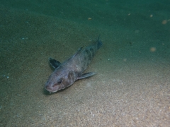 Menticirrhus panamensis