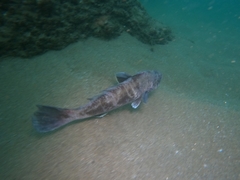 Menticirrhus panamensis