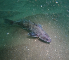 Menticirrhus panamensis