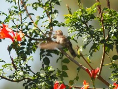 Phaeoptila sordida