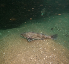 Menticirrhus panamensis