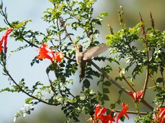 Phaeoptila sordida