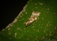 Aeolostoma scutiferana