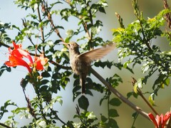 Phaeoptila sordida