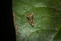 Aeolostoma scutiferana