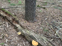 Laetiporus huroniensis