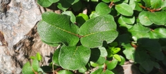 Salix pyrenaica