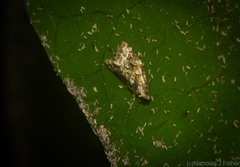 Aeolostoma scutiferana