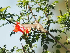 Phaeoptila sordida