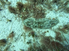 Astichopus multifidus
