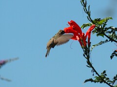 Phaeoptila sordida