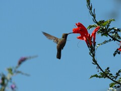 Phaeoptila sordida