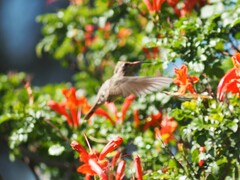 Phaeoptila sordida