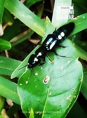 Eulissus
