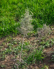 Baccharis artemisioides