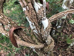 Secamone elliptica