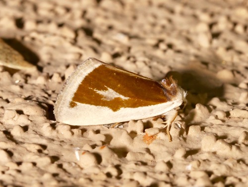 Poetry Moth photo 2