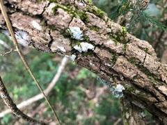 Secamone elliptica