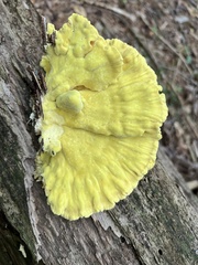 Laetiporus huroniensis