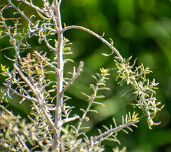 Baccharis artemisioides
